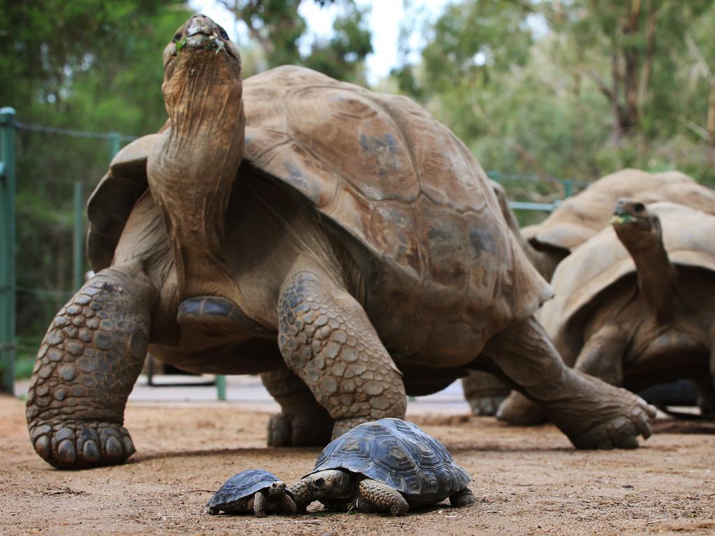 Giant Tortoises Stolen From Galapagos News Com Au Australia S   38a9816debaedbf5ffb179de9b5c2578