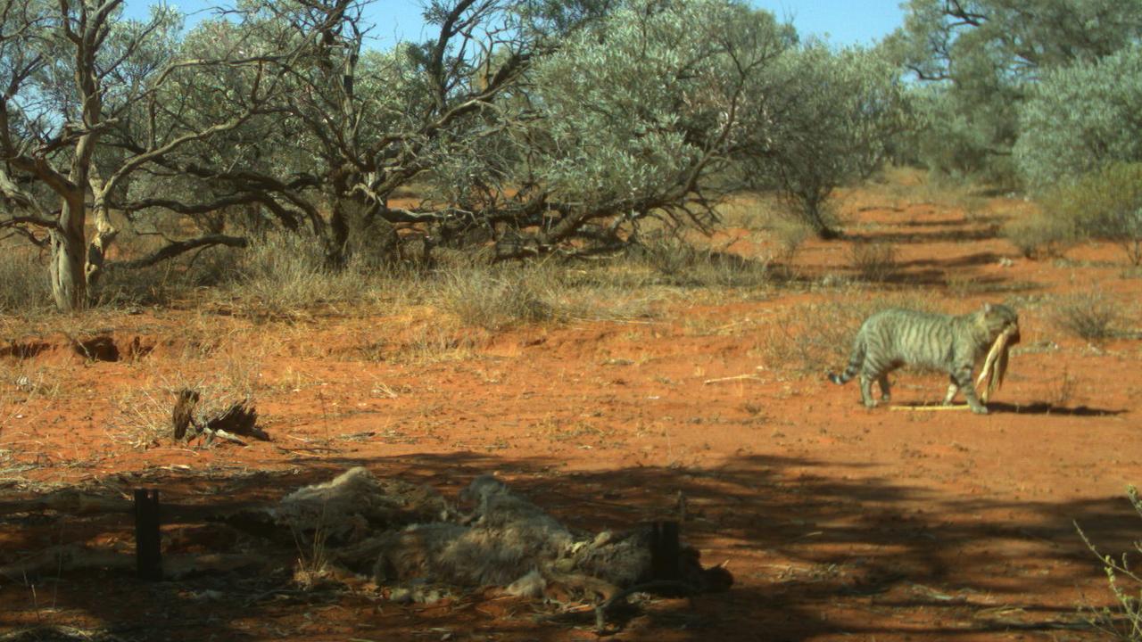 A feral cat carries a sand goanna in its mouth. Picture: Emma Spencer