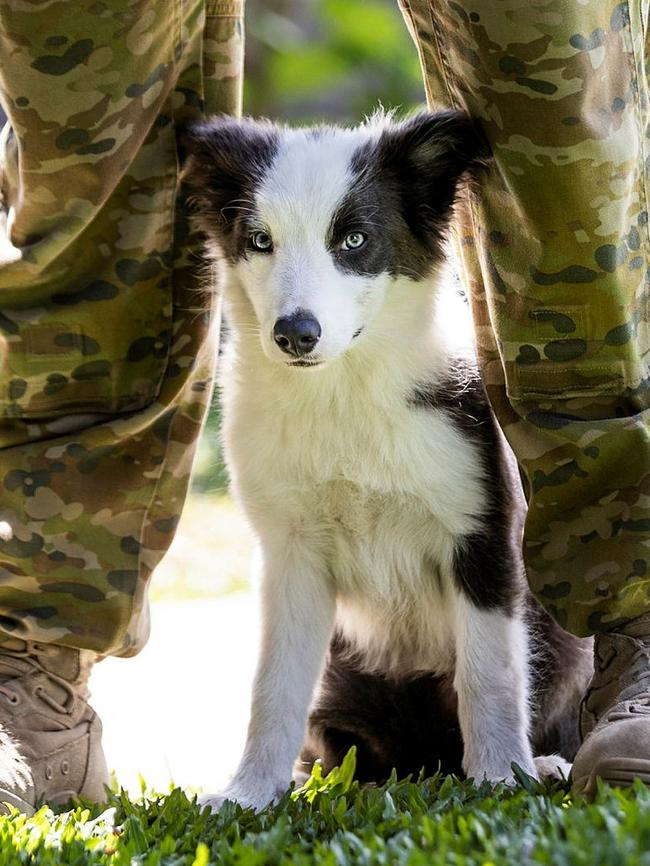 Explosive Detection Dog Ash from the 3rd Combat Engineer Regiment, at Lavarack Barracks, Townsville on 20 September 2022. Picture: BDR Guy Sadler