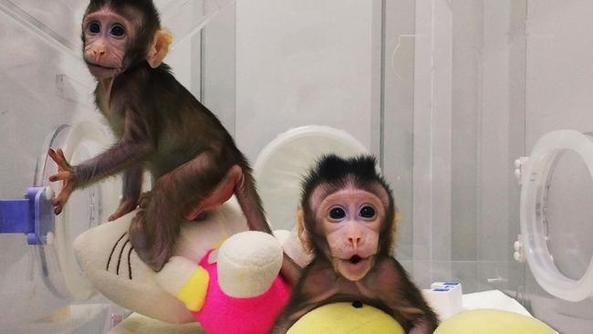 Monkey clones created by Chinese scientists slammed as ‘horror show ...