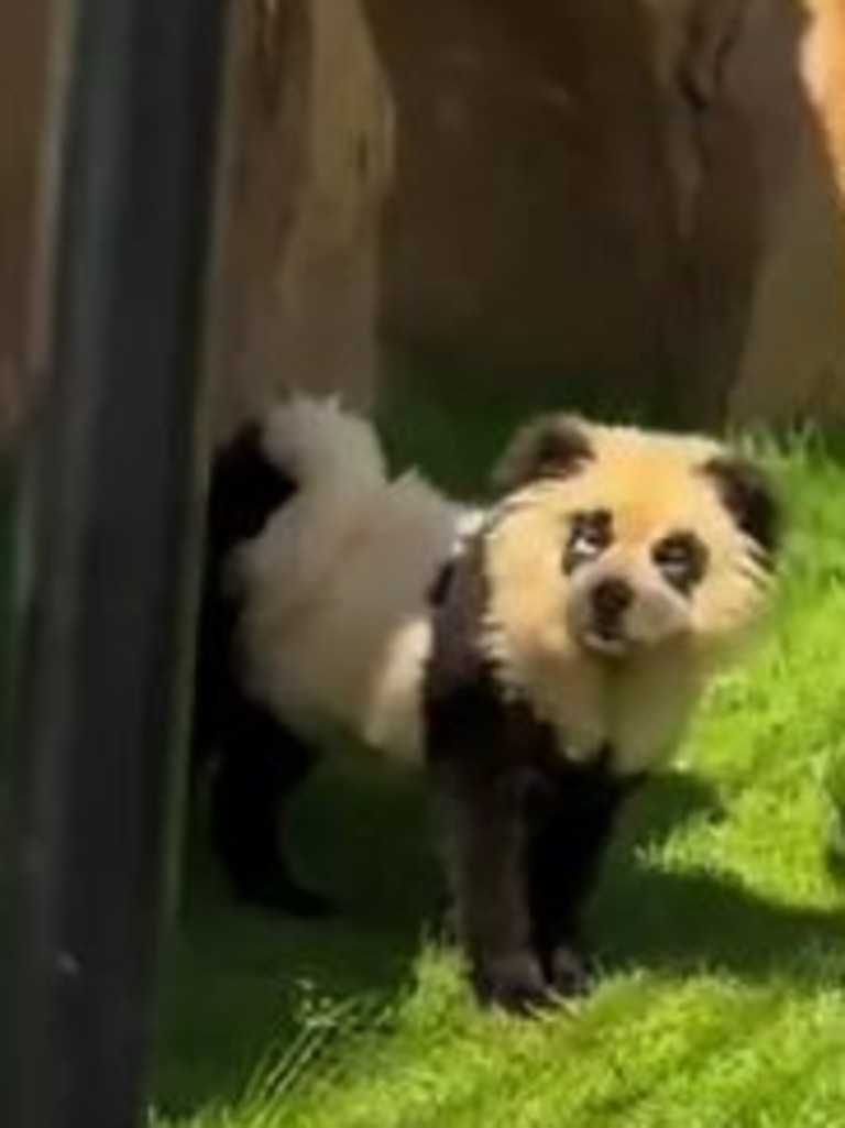 Chinese zoo admits pandas are just dogs dyed black and white news Australia s leading news site