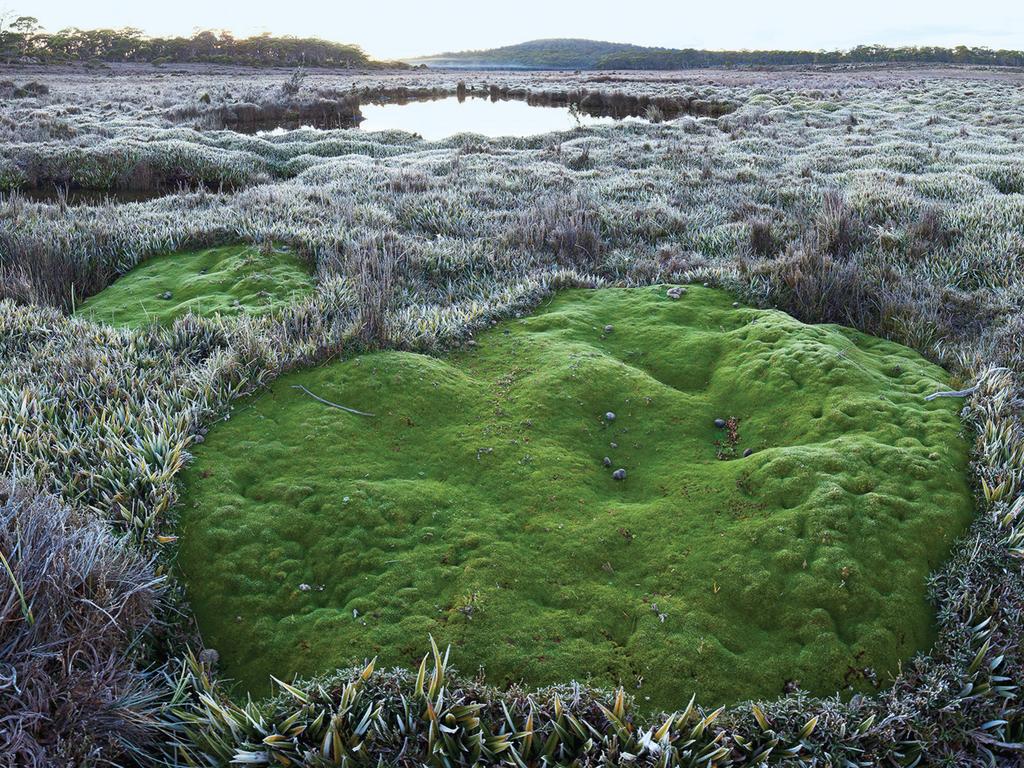 June: Frost and cushion plants on Skullbone Plains, Tasmania. Photograph: Rob Blakers. Rob Blakers was up early on 5 April 2011 to photograph cushion plants and frost-covered grasses on Skullbone Plains. The 1600 ha property in central Tasmania joined Australia’s National Reserve System in 2011. When a solid surface is colder than freezing and also below the ‘dew point’ of surrounding air, moisture is deposited on it as frost.