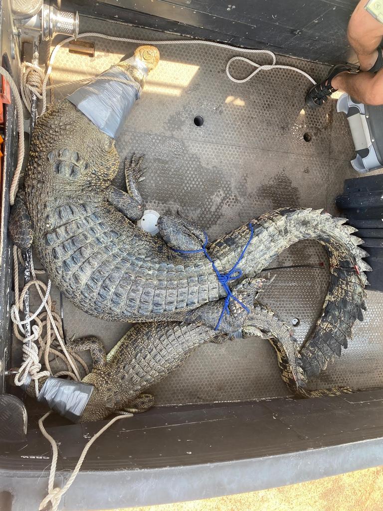 On the left is a 4m saltie caught in a croc trap in West Arm and on the right is a 2.7m saltie caught in the Howard River. Picture: Supplied.