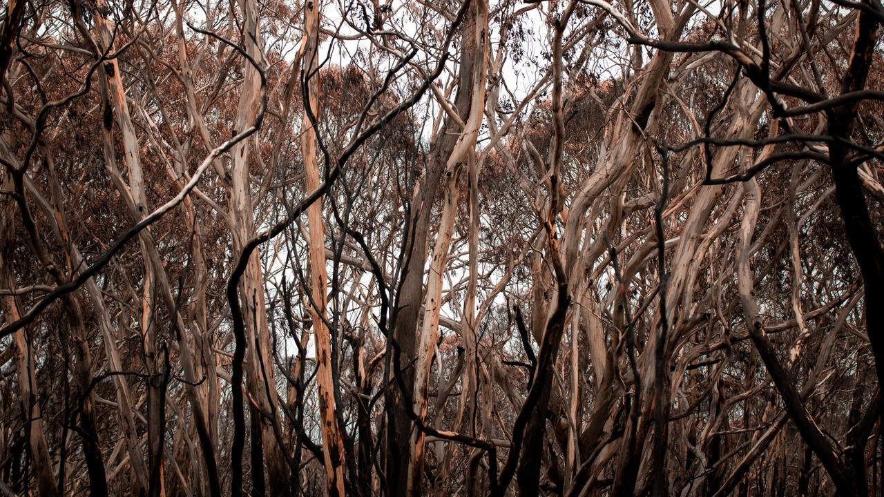 The inferno destroyed 96 per cent of Flinders Chase National Park.