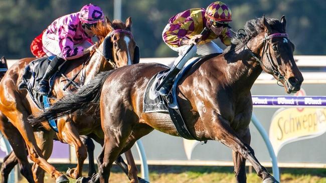 The Quokka contender Almighty Class and jockey Jarrad Noske. Picture: Western Racepix