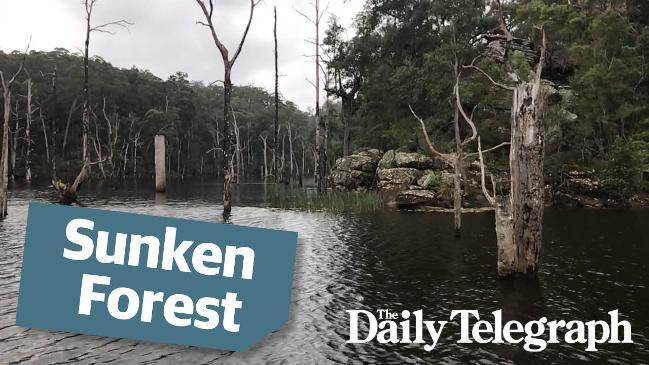 The Sunken Forest of Lake Yarrunga
