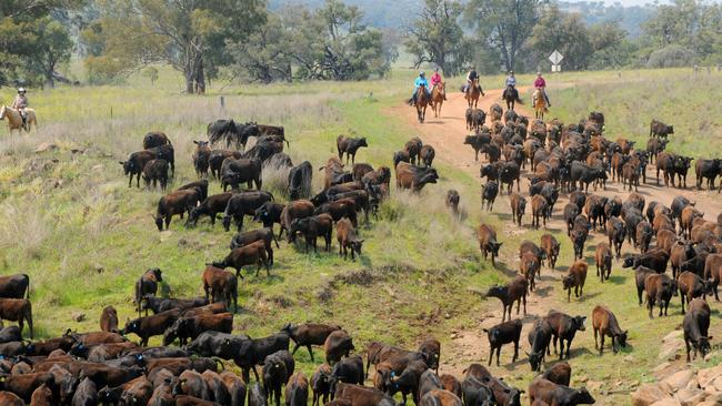Jackie runs Horses and Cattle Australia, offering guests experiences working with horses on Australia’s iconic cattle stations.