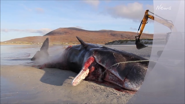 Beached sperm whale full of plastic "explodes"