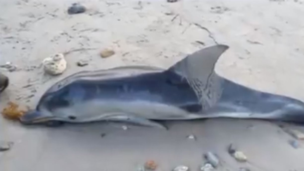 Caption: The dead body of a baby dolphin which washed up on Aldinga Beach covered in mysterious holes. Picture: 7 News.