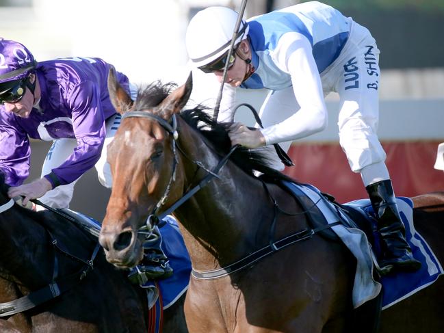 The BTC race day at Doomben. Winners a dead heat in race 6 Rudy, Jockey Blake Shinn, (outside) and Jumbo Prince, Jockey Jim Byrne, (inside with purple silks).        Pic Jono Searle.