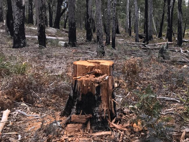 Nineteen people will be summonsed to appear in court following a major joint operation targeting wood thefts in Tin Pot Marsh Creek reserve areas. Picture: TASMANIA POLICE