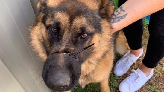 11-month-old German Shepherd Chloe was found with a cable tie around her muzzle. Picture; RSPCA