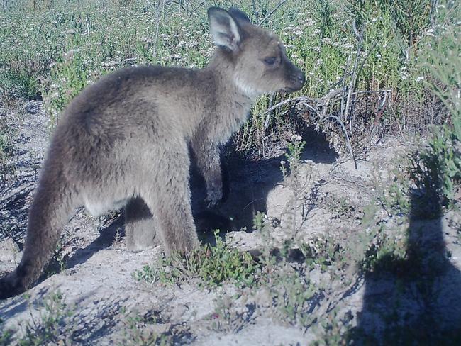 PA western grey kangaroo on Kangaroo Island. Picture: WWF Australia