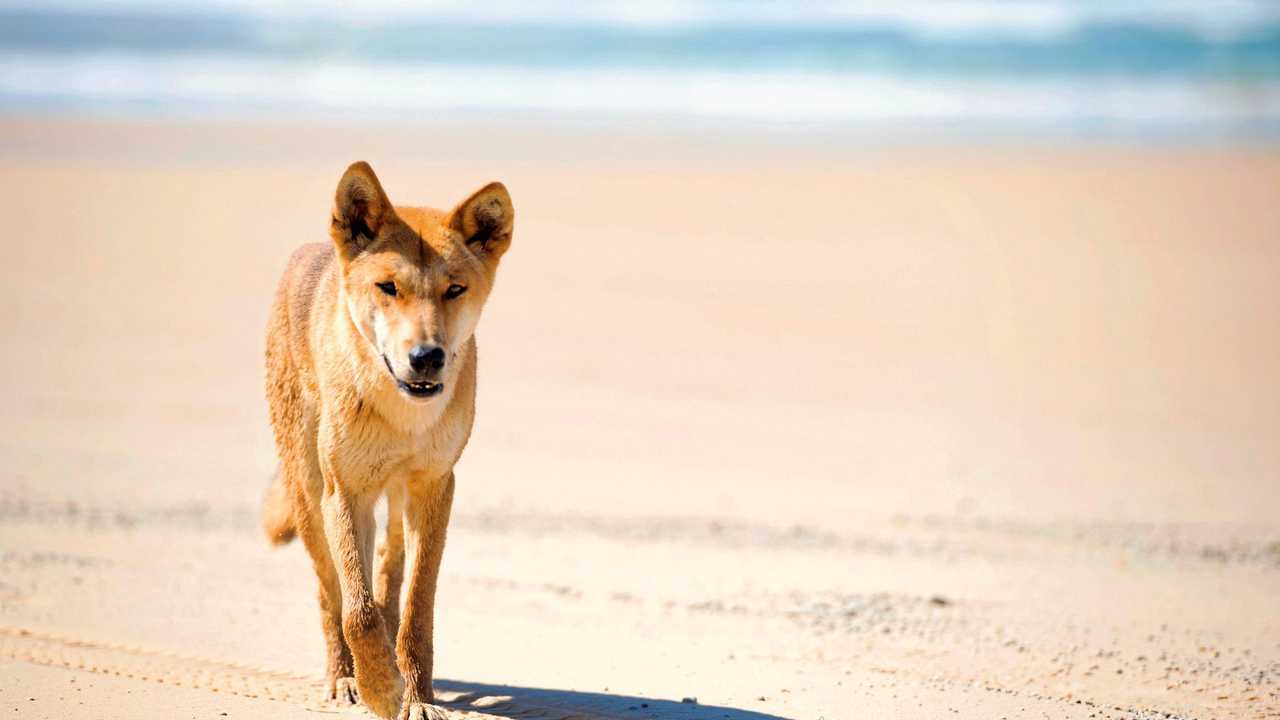 Australia warns of dingo attacks after tourist's bum bitten