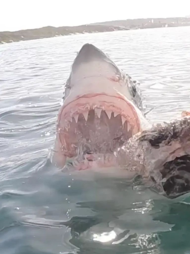 VIDEO: The terrifying moment great white shark lunges at diver | news ...