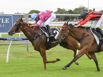 Kimberley Moon will appreciate a drop in grade and can bounce back to winning form. Picture: Bradley Photos