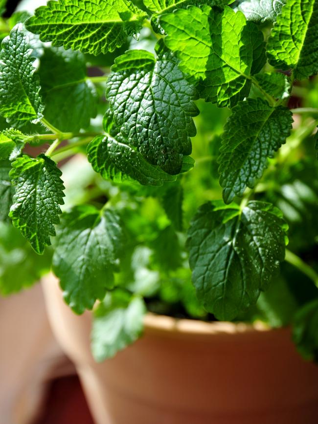 Lemon balm