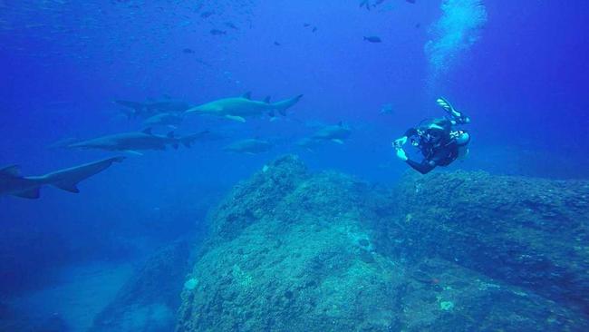 INCREDIBLE: Divers at Wolf Rock off Rainbow Beach recently spotted up to 70 pregnant female sharks at a time of the critically endangered grey nurse shark. Picture: Contributed