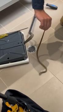 Aussie snake catchers find snake in bathroom scale