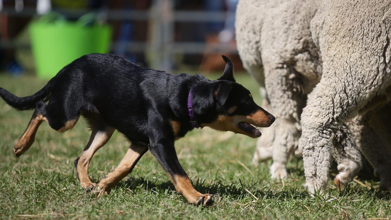 Most popular sheepdog names revealed The Weekly Times