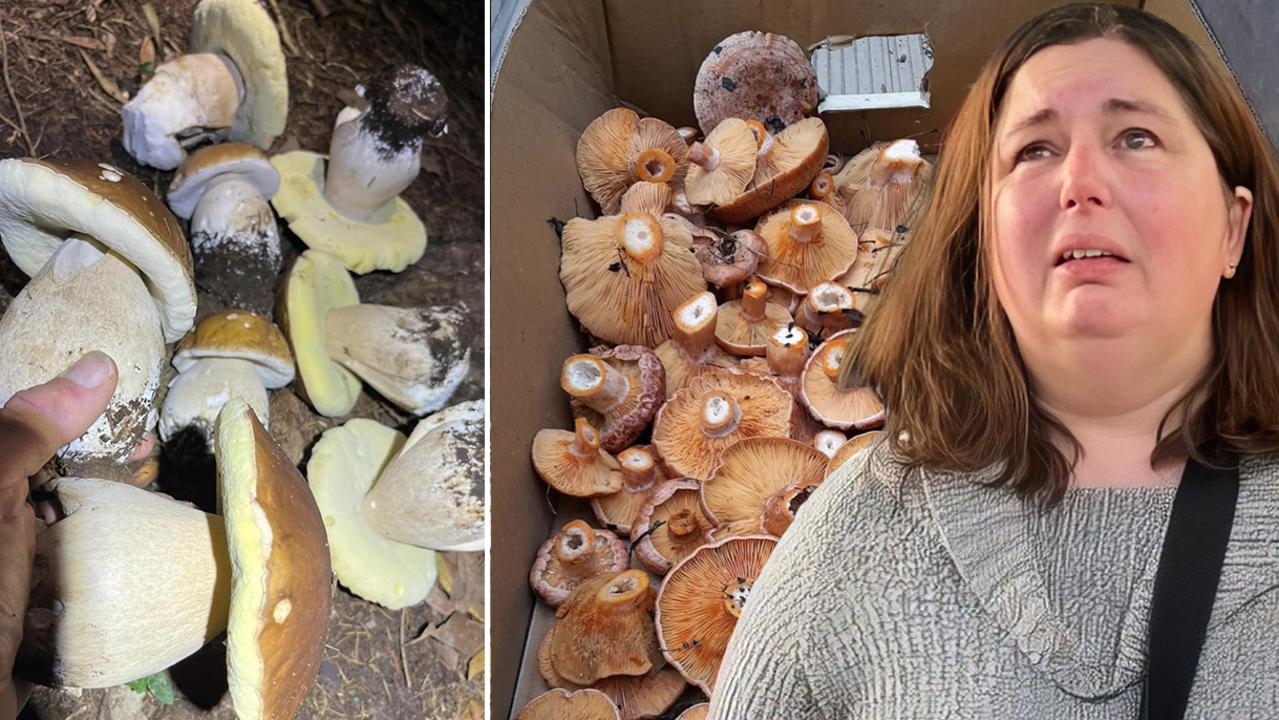 Wild Mushroom Foraging Online Used To Identify Fungi After Erin