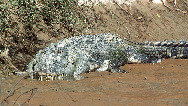 This monster Daly River crocodile is close to 100 years old, a prime example of an ecologically-successful specimen, one with huge tourism appeal. Picture: AJ