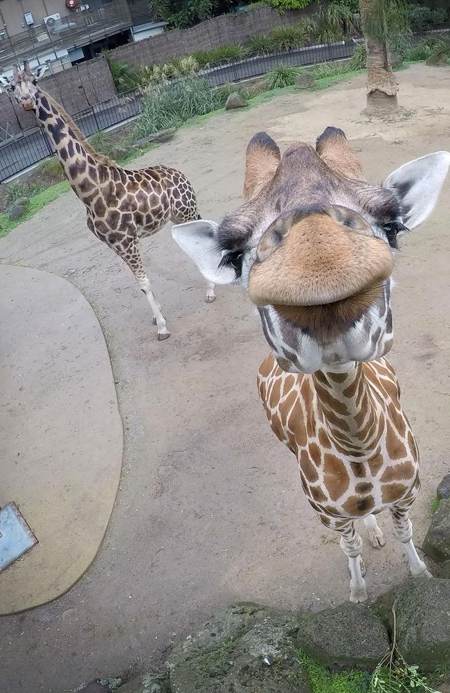 Female giraffe Twiga looks curious about that camera. Picture: David Caird