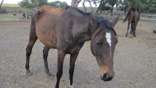 One of the horses rescued in the raid on a Somerville property. PIC: RSPCA