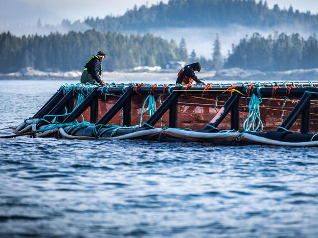 Cooke Aquaculture. Picture: supplied