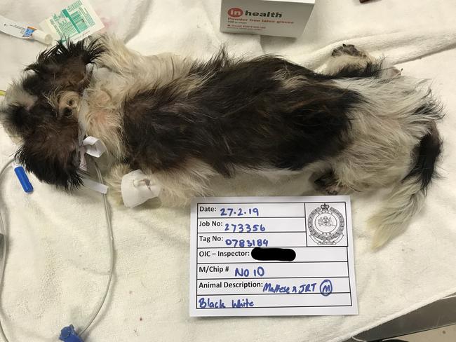 The dog suffered for four days before the RSPCA intervened.