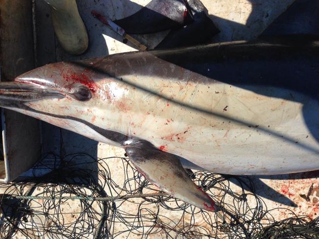 A dead dolphin found caught in a shark net off Sydney.