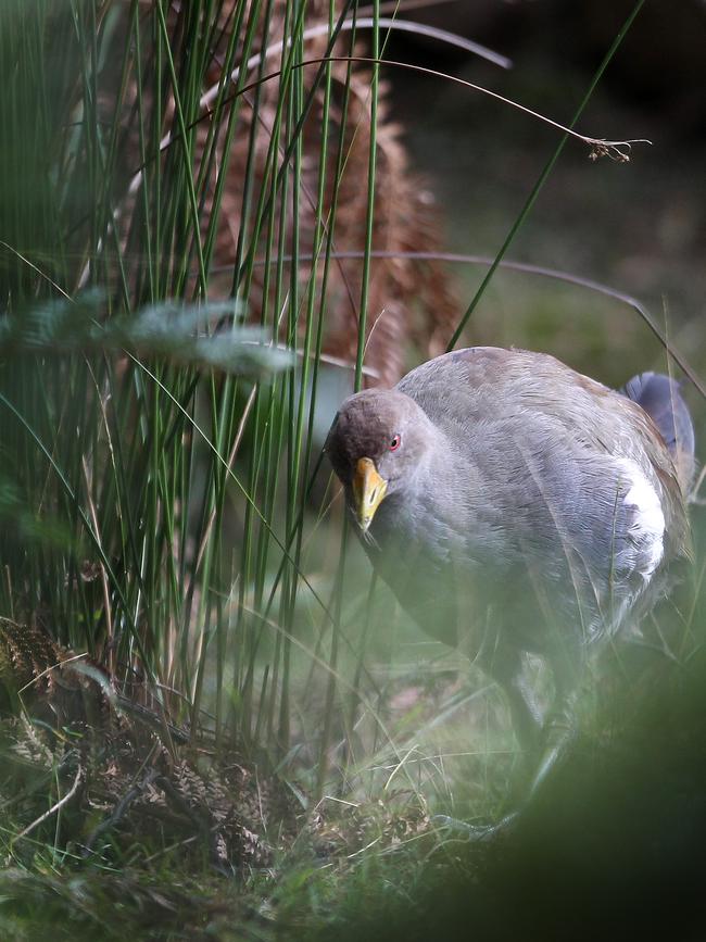 Native hen. Picture Chris Kidd