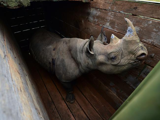 A female black rhinoceros, one of three individuals about to the translocated, stands in a transport crate, in Nairobi National Park. Eight critically endangered black rhinos died after being moved to a new reserve in southern Kenya. Picture: Tony Karumba