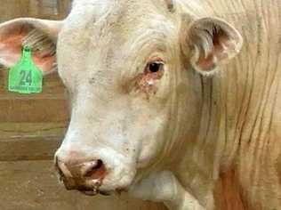 This bull reached top price at the Kandanga Valley sale on the weekend.