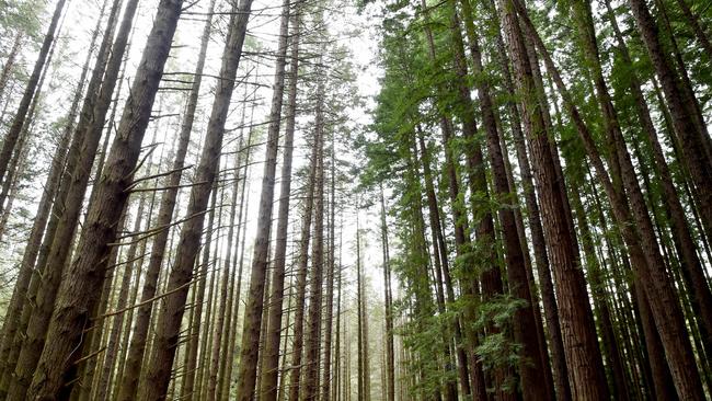 The Yarra Ranges is home to the spectacular Redwood forest.