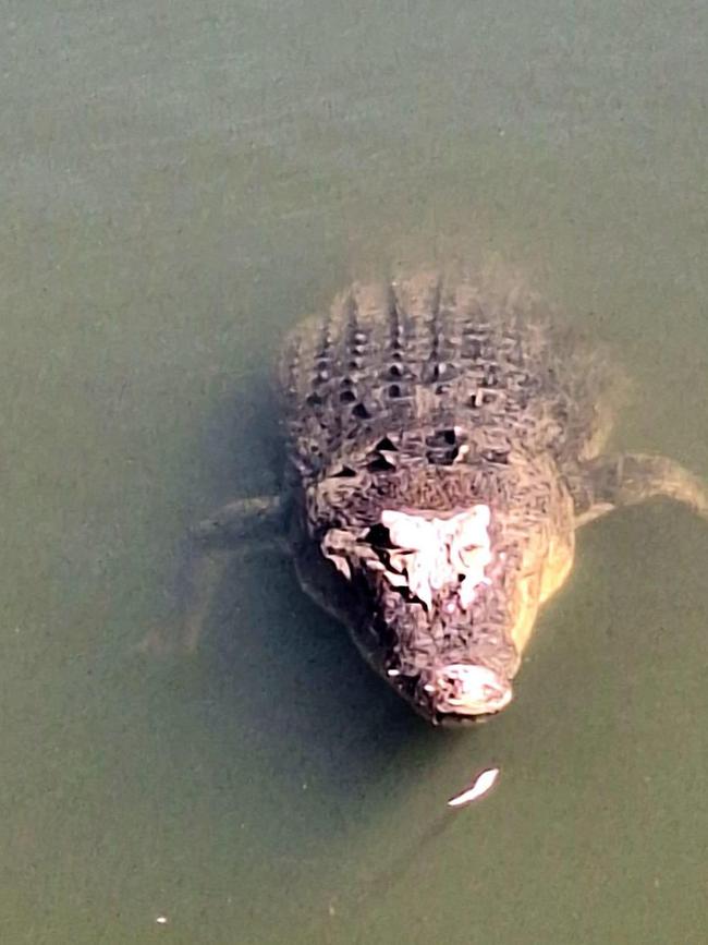 A large croc spotted at Crocodile Bend on the Annan River before a man was taken and killed by a 4.9m animal on Saturday. Picture: Robbie Giblin