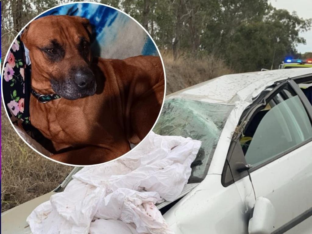 Yoda the mastiff cross rottweiler was found safe a week after a car crash near Murgon.