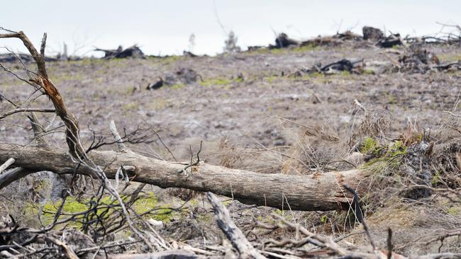There has been a 33 per cent rise in tree-clearing in Queensland over a 12-month period to 395,000ha. Picture: Getty Images
