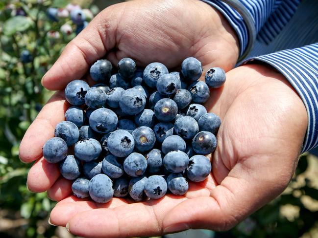 Sihks; Satpal Singh picking Blueberries at their farm Bella Blueberries in Corindi, 50 kms north of Coffs Harbour. Pic: Lindsay Moller1