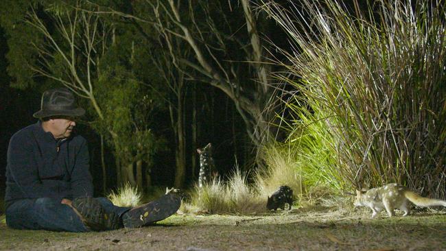 Wildlife expert and film maker Simon Plowright surrounded by eastern quolls while filming his upcoming documentary Quoll Farm on Tasmania's East Coast. Picture: SUPPLIED