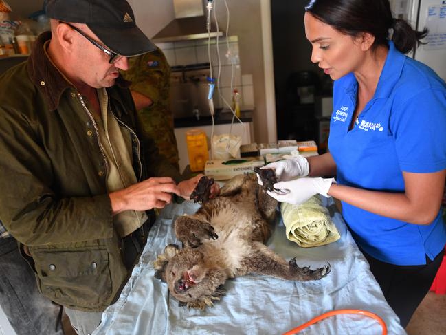 Veterinary surgeons Oliver Funnell and Gayle Kothari treat a koala at the wildlife park on Friday after the park withstoof the fire. Picture: AAP / David Mariuz