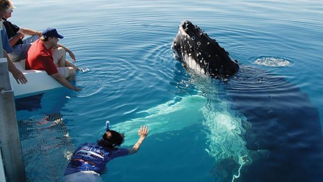 Tourists offered chance to swim with whales in Queensland | news.com.au