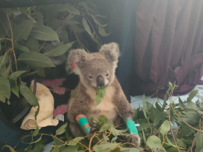 Koala Laura Leaf bandaged up but receiving some placating gifts of Eucalyptus.