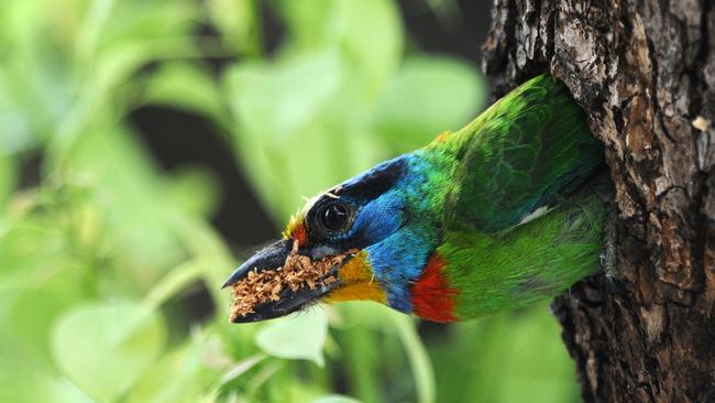 A Taiwan Barbet, one of Taiwan’s native bird species, holds saw dust in its mouth as it stands guard by its’ nest