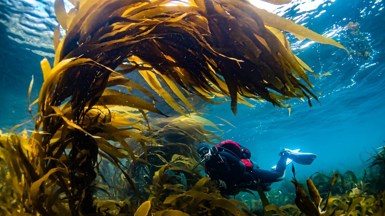 Field deployment after growing kelp propagules. Picture: Scott Ling