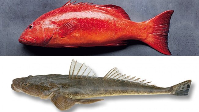 Top: Coral trout. Bottom: Dusky flathead.