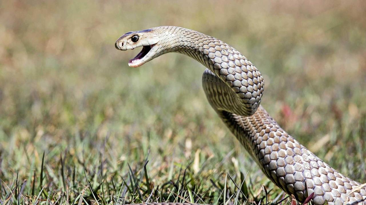 Lifeflight takes Eidsvold woman to hospital after snake bite | The ...