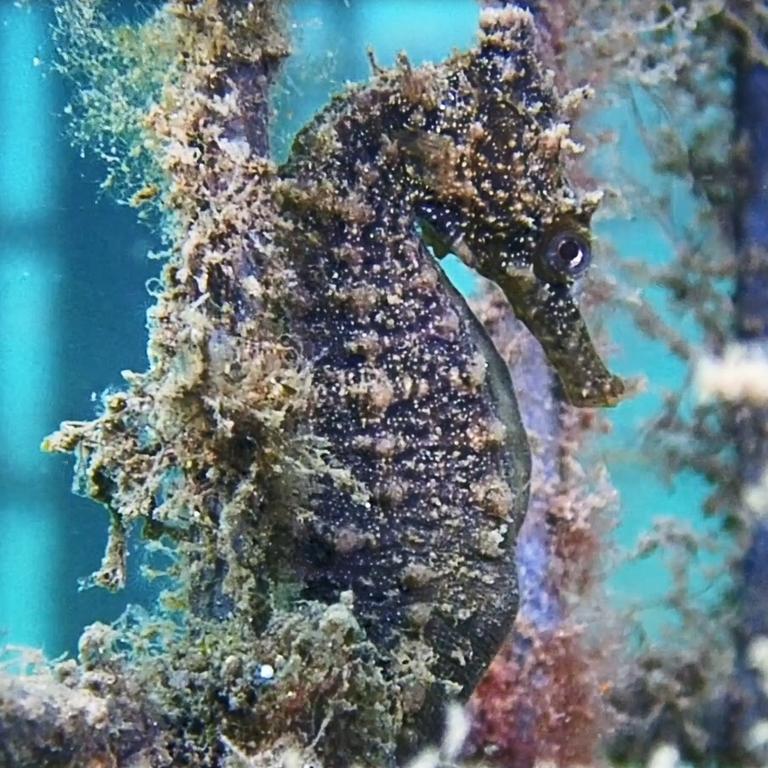 Baby White's seahorses check in to Sydney Harbour hotels