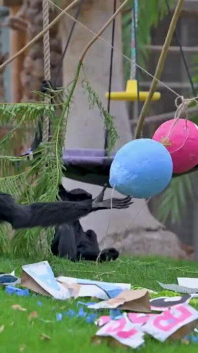 Phoenix Zoo Gives Baby Siamang a Star Wars-Inspired Name