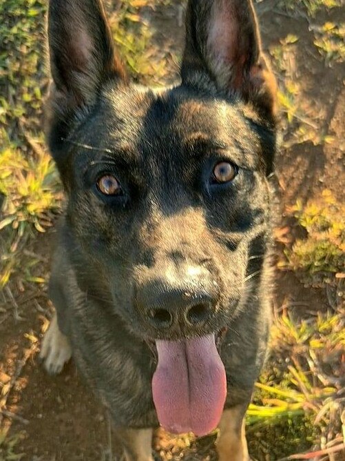 Richmond Police District canine officer Yogi.